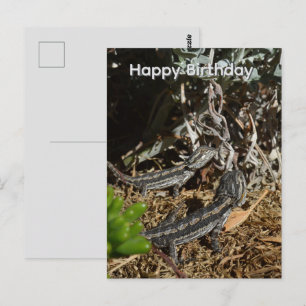 Baby Bearded Dragon Lizards, Birthday Postcard