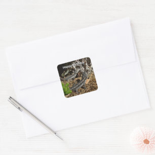 Baby Bearded Dragon Lizards, Birthday Stickers