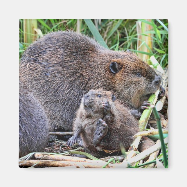 Baby Beaver and Family Photo Magnet (Front)