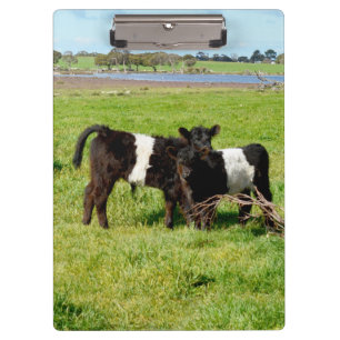 Baby Belted Galloway Calves, Clipboard