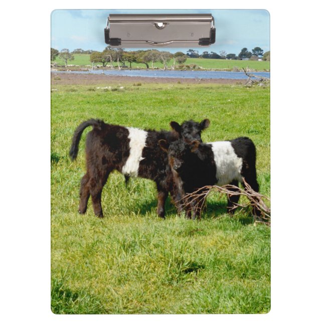 Baby Belted Galloway Calves, Clipboard (Front)