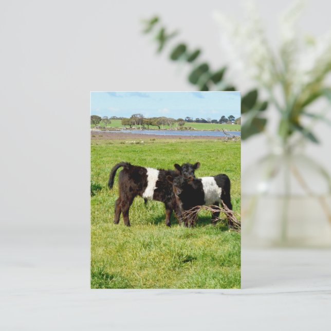 Baby Belted Galloway Calves, Postcard (Standing Front)