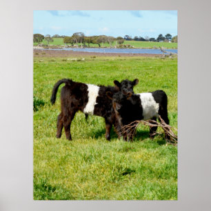Baby Belted Galloway Calves, Poster