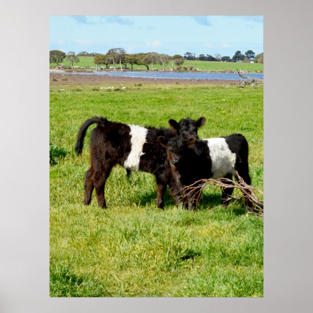 Baby Belted Galloway Calves, Poster (Front)