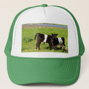 Baby Belted Galloway Calves, Truckers Hat