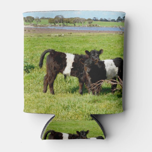 Baby Belted Galloway Cows In Country, Can Cooler (Front)