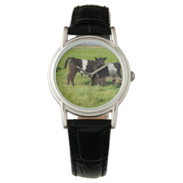 Baby Belted Galloway Cows In Country, Watch (Front)