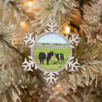 Baby Belted Galloway Cows In The Country,