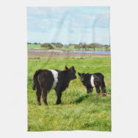 Baby Belted Galloway Cows In The Country,