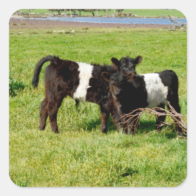Baby Belted Galloway Cows, Square Stickers (Front)