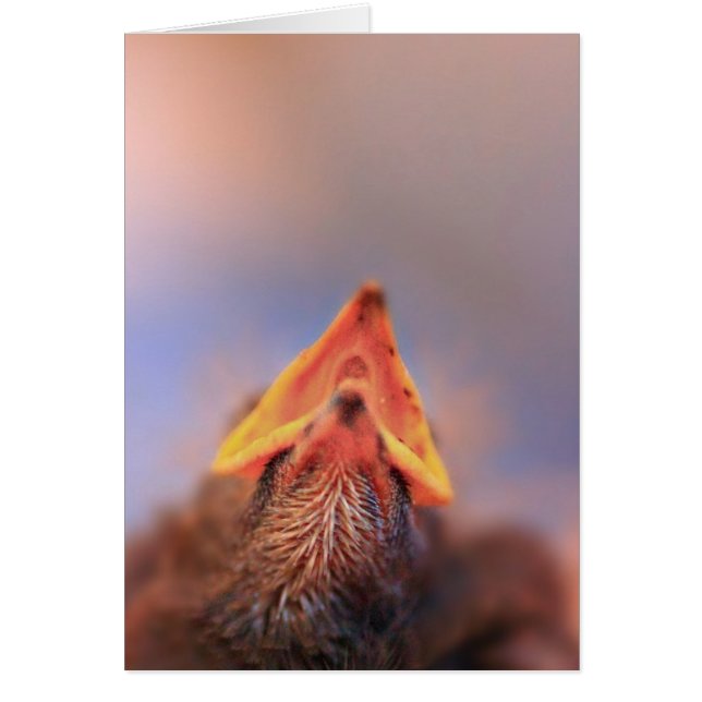 Baby Bird 2 (Front)