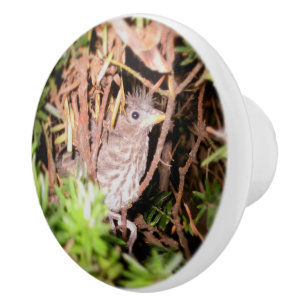 Baby Bird Ceramic Knob