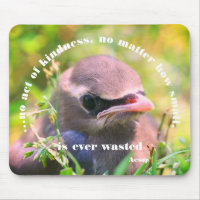 Baby Bird Kindness Quote Inspirational