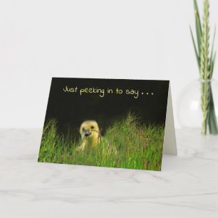 Baby Bird Little Gosling Birthday Card