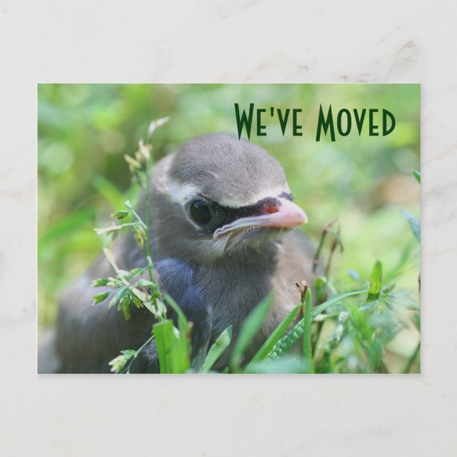 Baby Bird New Address Nature Postcard (Front)