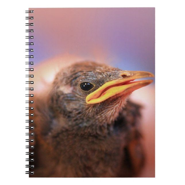 Baby Bird Notebook (Front)