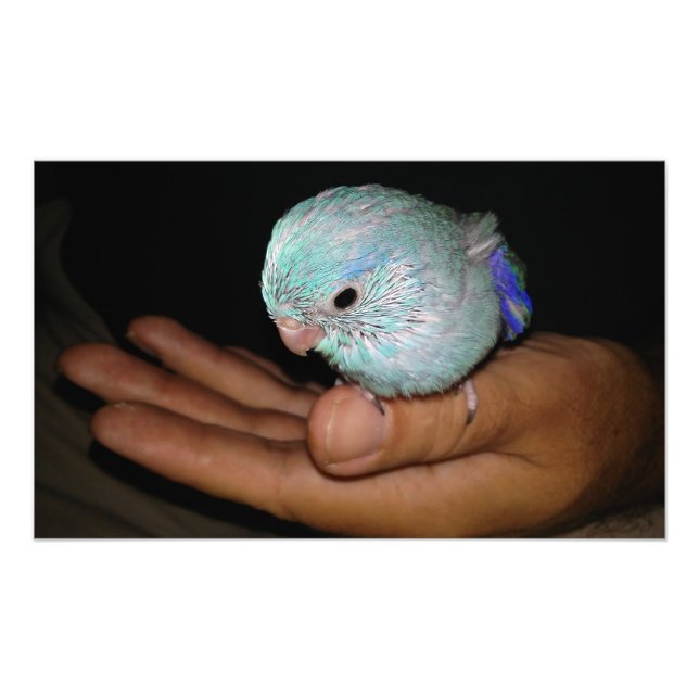 Baby Bird Pacific Blue Parrotlet Portrait Photo Print (Front)