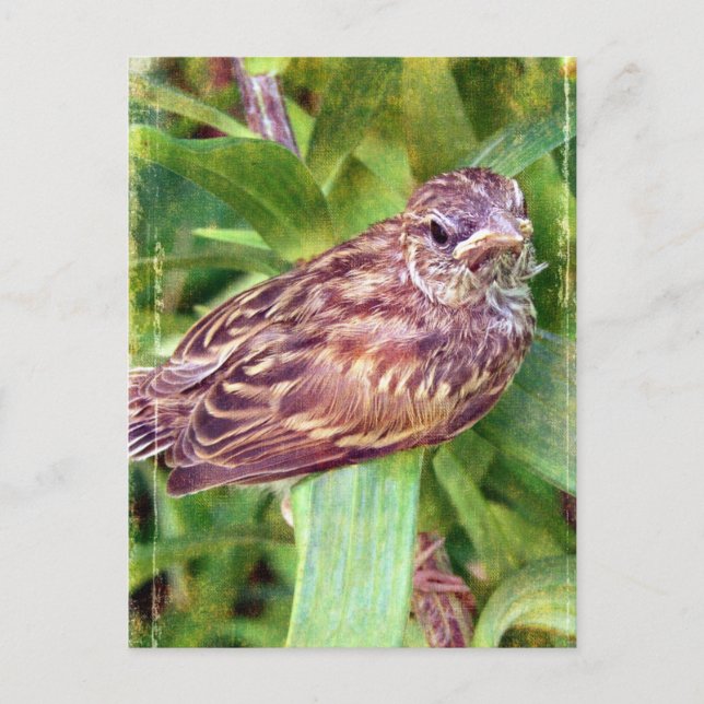 Baby Bird Postcard (Front)