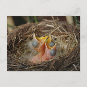 Baby Bird Postcard