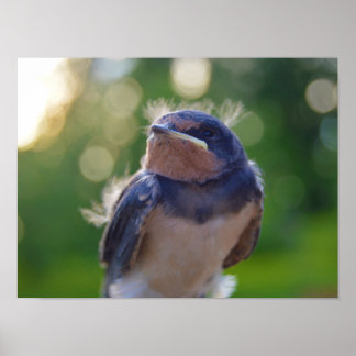Baby bird poster