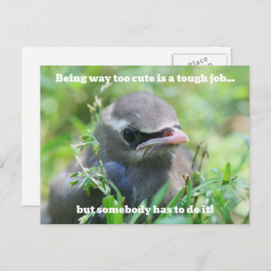 Baby Bird Too Cute Humorous  Postcard