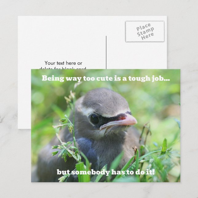 Baby Bird Too Cute Humorous  Postcard (Front/Back)