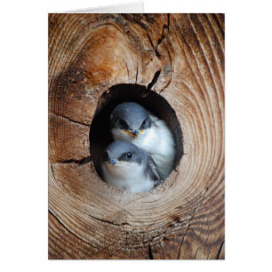 Baby Birds