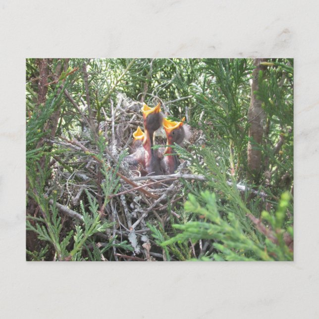 Baby Birds in nest Postcard (Front)