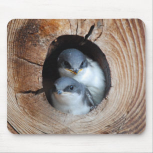 Baby Birds Mouse Mat
