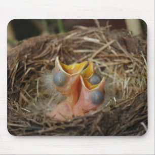 Baby Birds Mouse Mat