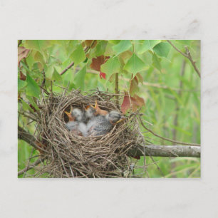 Baby Birds  Postcard