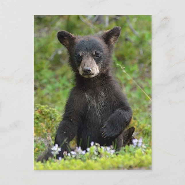 Baby Black Bear Postcard (Front)