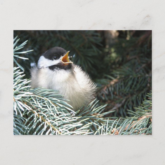 Baby Black Capped Chickadee - Postcard (Front)