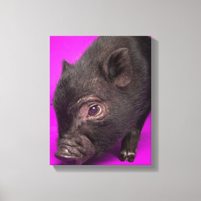 Baby Black Pig Canvas Print (Front)