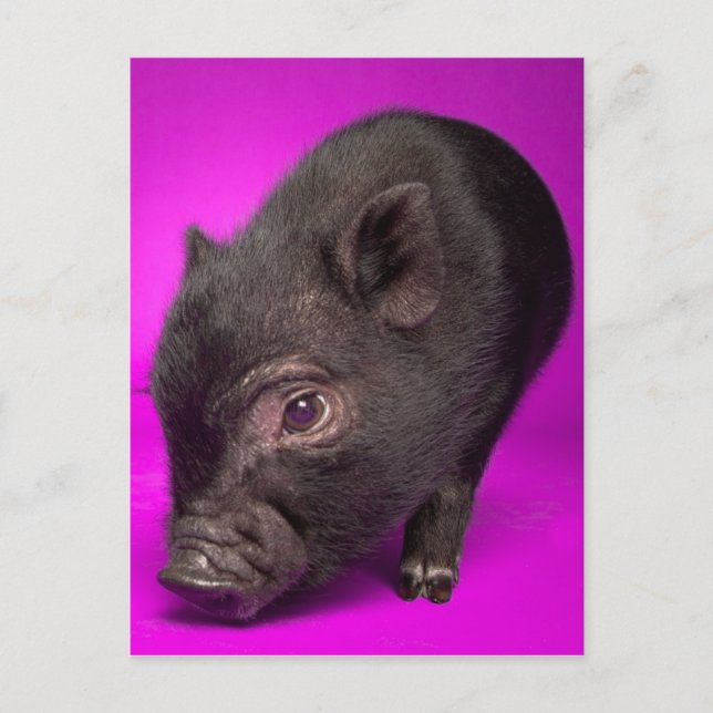 Baby Black Pig Postcard (Front)