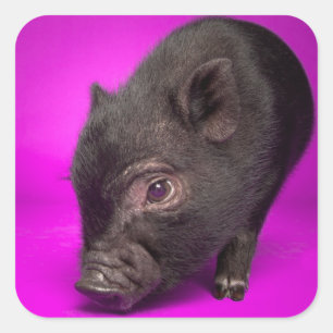 Baby Black Pig Square Sticker