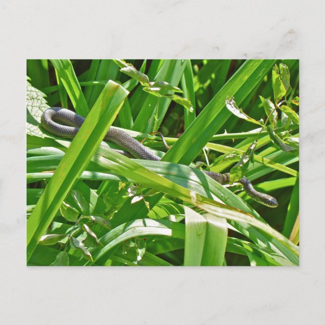 Baby Black Rat Snake - Elaphe obsoleta obsoleta Postcard (Front)