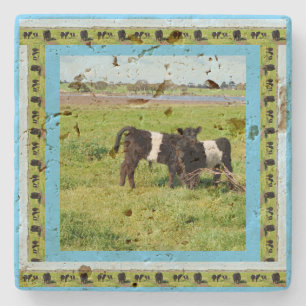 Baby Black White Belted Galloway Cows, Stone Coaster