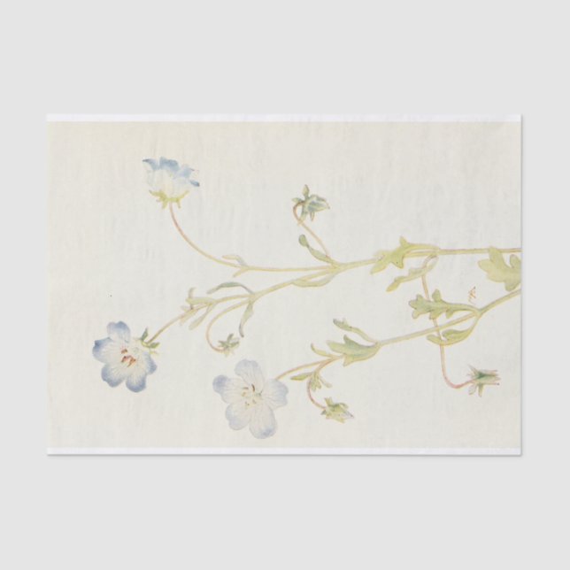 Baby Blue-Eyes by Margaret Armstrong  Tissue Paper (Front)