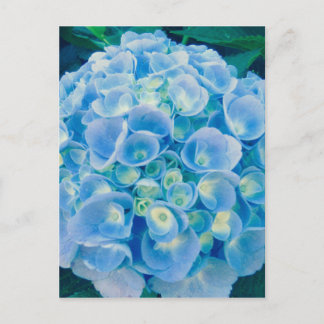 Baby blue hydrangea bloom postcard