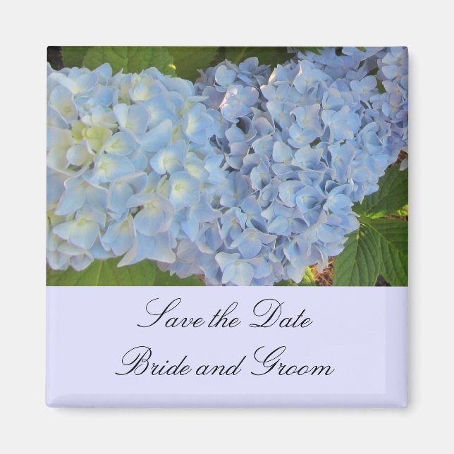 Baby Blue Hydrangeas Magnet (Front)