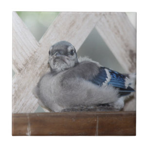 Baby Blue Jay Ceramic Tile