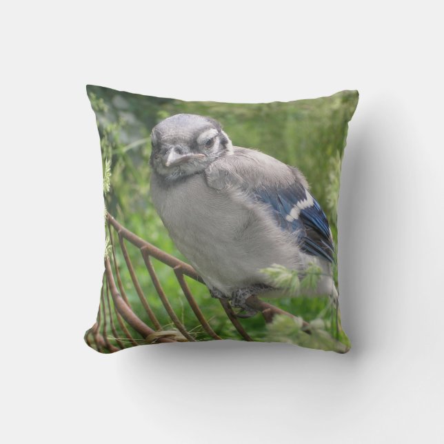 Baby Blue Jay Cushion (Front)