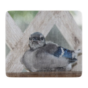 Baby Blue Jay Cutting Board