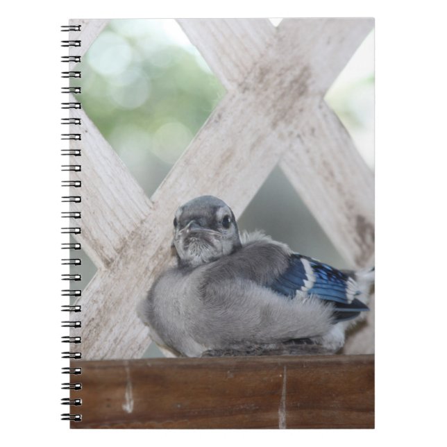 Baby Blue Jay Notebook (Front)