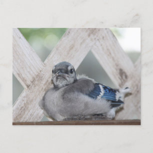 Baby Blue Jay Postcard