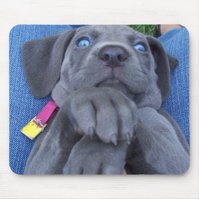baby blue weimeraner mouse mat (Front)