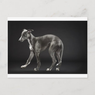 baby blue whippet postcard
