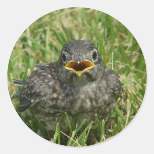 Baby Bluebird Classic Round Sticker