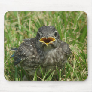 Baby Bluebird Mouse Mat